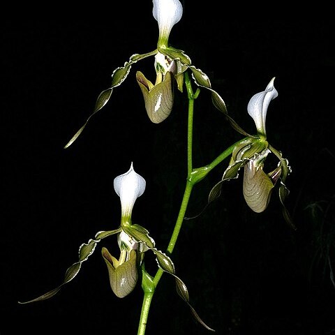 Paphiopedilum dianthum unspecified picture