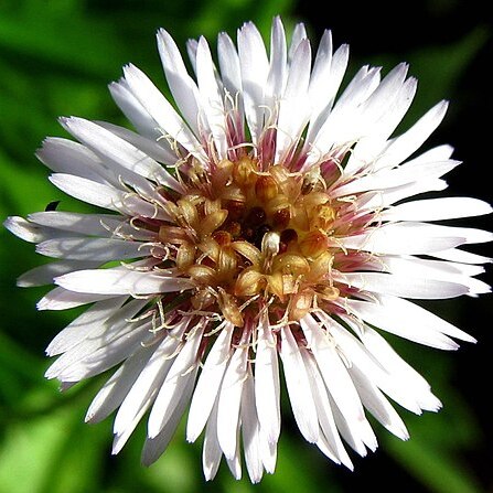 Tetramolopium filiforme var. polyphyllum unspecified picture