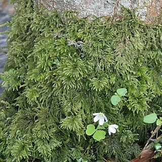 Thamnobryum unspecified picture