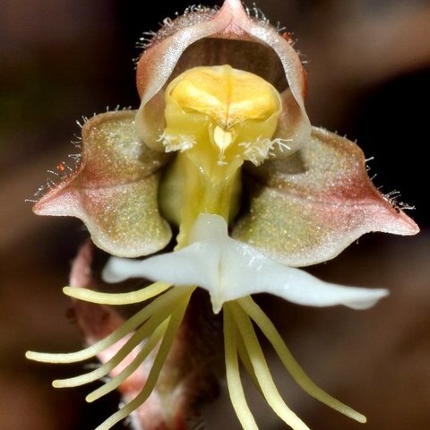 Anoectochilus formosanus unspecified picture