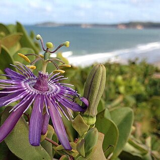 Passiflora subrotunda unspecified picture