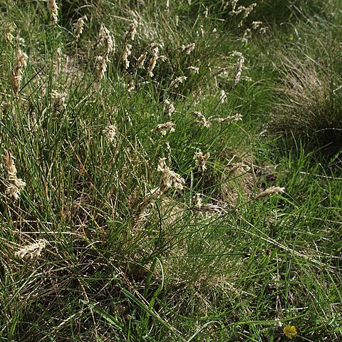 Sesleria tenuifolia unspecified picture