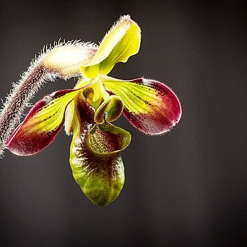 Paphiopedilum hookerae var. volonteanum unspecified picture