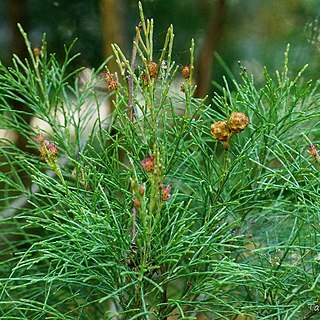 Gymnostoma australianum unspecified picture