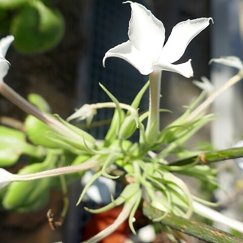 Kalanchoe schimperiana unspecified picture