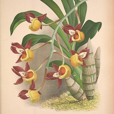 Catasetum decipiens unspecified picture