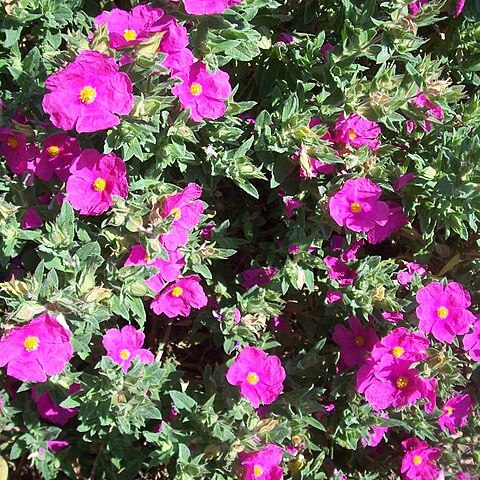 Cistus x incanus unspecified picture