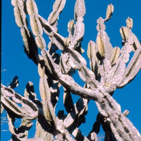 Cereus pierre-braunianus unspecified picture