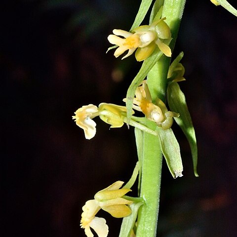 Calanthe davidii unspecified picture