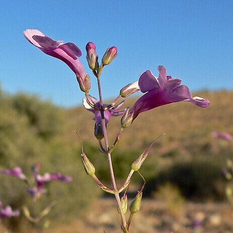 Penstemon ambiguus unspecified picture