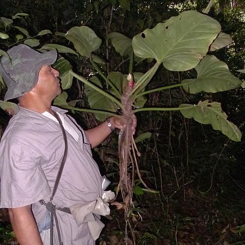 Philodendron fragrantissimum unspecified picture