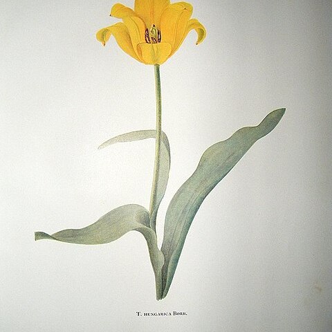 Tulipa hungarica unspecified picture