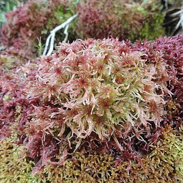 Sphagnum russowii unspecified picture