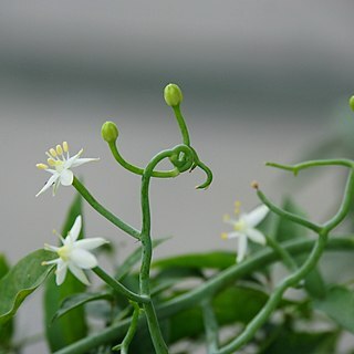 Bowiea volubilis subsp. gariepensis unspecified picture