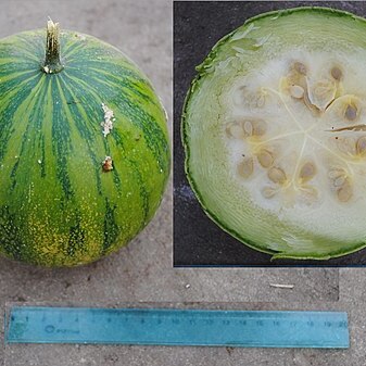 Cucurbita ecuadorensis unspecified picture