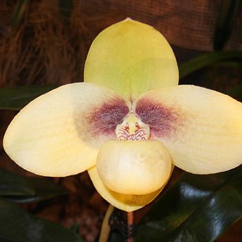 Paphiopedilum hangianum unspecified picture