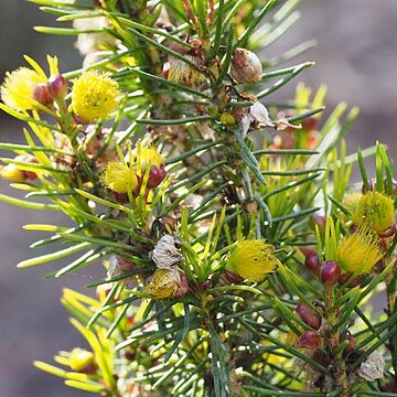 Verticordia staminosa unspecified picture