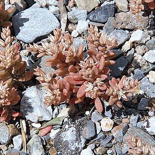 Sedum eriocarpum unspecified picture