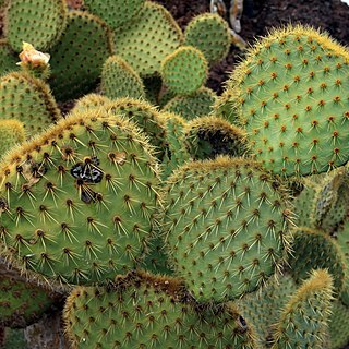 Opuntia scheeri unspecified picture