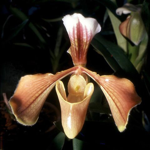 Paphiopedilum villosum unspecified picture