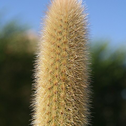 Arthrocereus melanurus subsp. melanurus unspecified picture