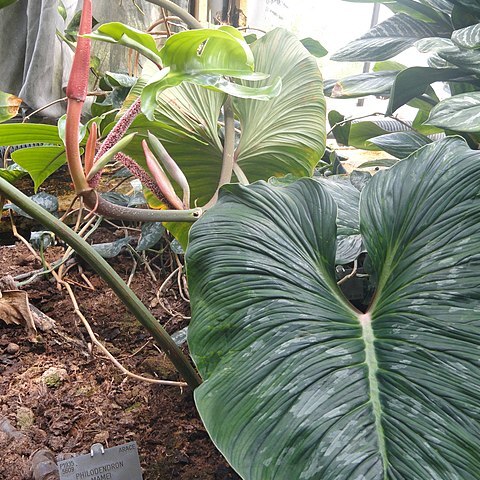 Philodendron mamei unspecified picture