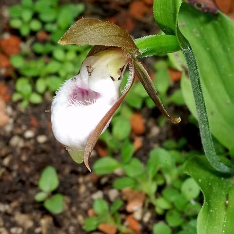 Cypripedium plectrochilum unspecified picture