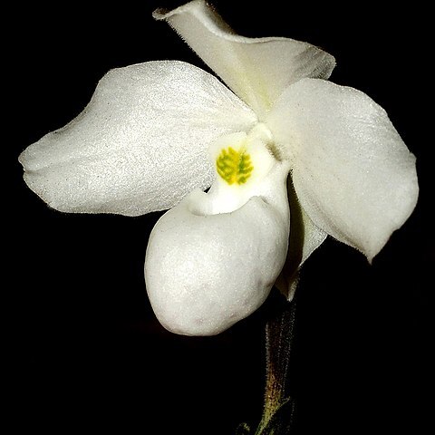 Paphiopedilum thaianum unspecified picture