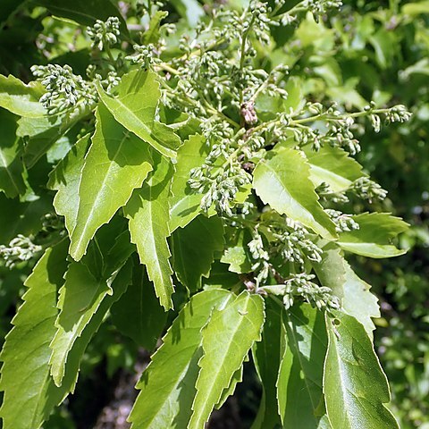 Plagianthus regius subsp. chathamicus unspecified picture