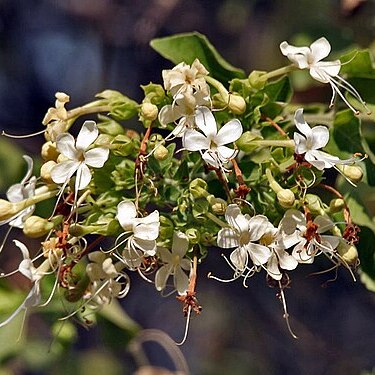 Clerodendrum phlomidis unspecified picture