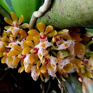 Gastrochilus obliquus var. suavis unspecified picture