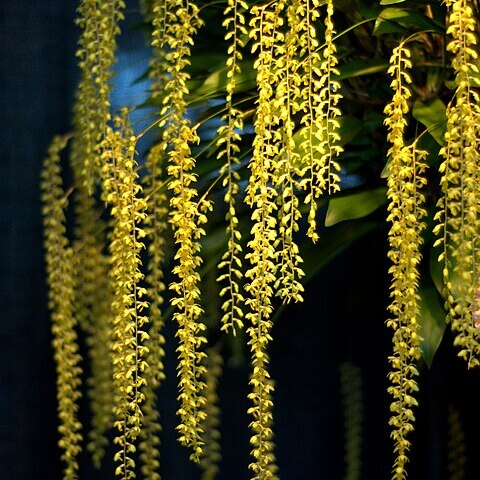 Dendrochilum cobbianum unspecified picture