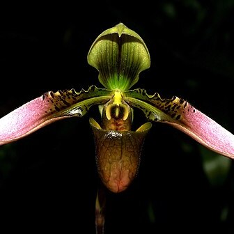 Paphiopedilum bullenianum var. bullenianum unspecified picture