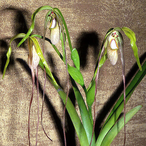 Phragmipedium warszewiczianum unspecified picture