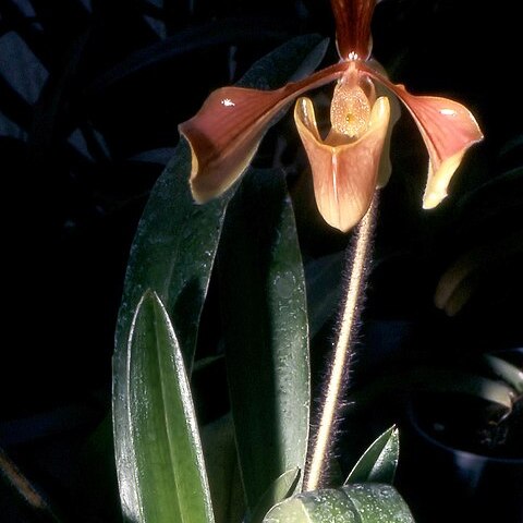 Paphiopedilum villosum var. villosum unspecified picture