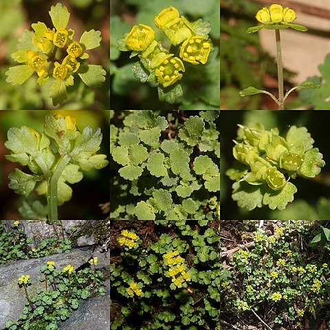 Chrysosplenium pilosum var. sphaerospermum unspecified picture