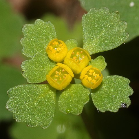 Chrysosplenium pilosum unspecified picture