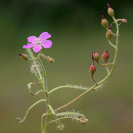 Drosera indica unspecified picture