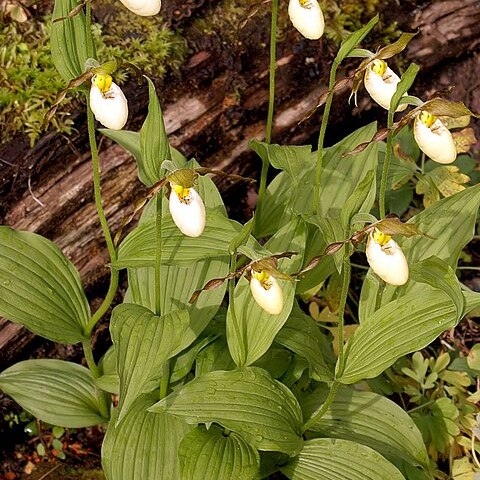 Cypripedium x columbianum unspecified picture