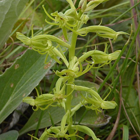 Habenaria mossii unspecified picture