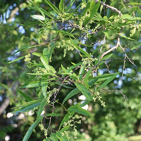 Ruprechtia salicifolia unspecified picture