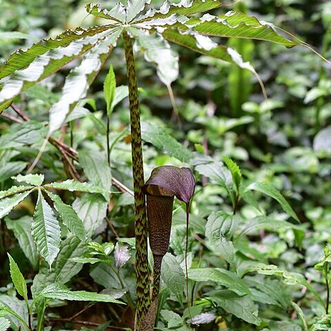 Arisaema taiwanense unspecified picture