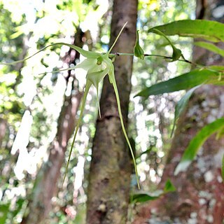 Aeranthes antennophora unspecified picture