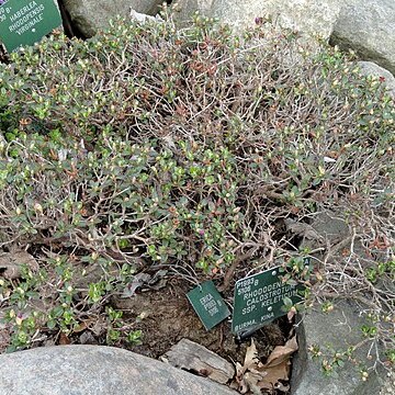 Rhododendron keleticum unspecified picture