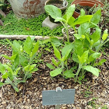 Ruellia ciliatiflora unspecified picture