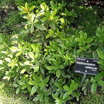 Rhododendron ambiguum unspecified picture