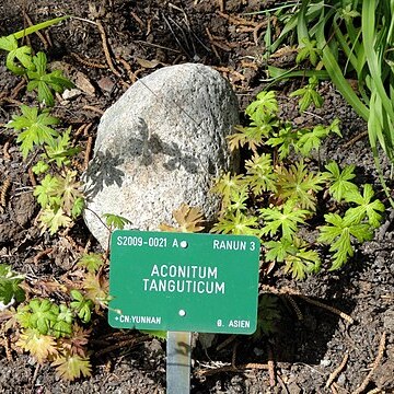 Aconitum tanguticum unspecified picture