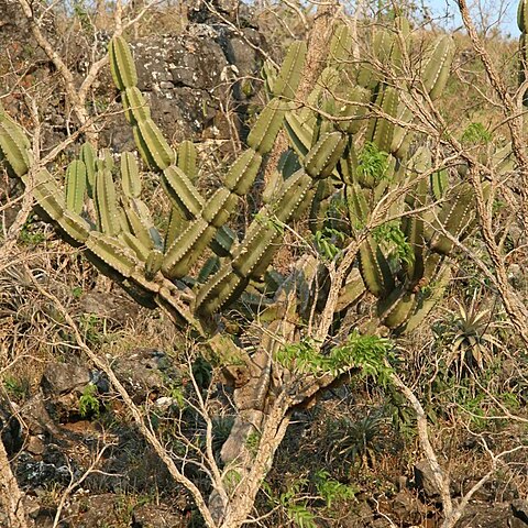 Cereus lanosus unspecified picture