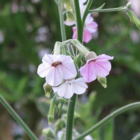 Nicotiana mutabilis unspecified picture