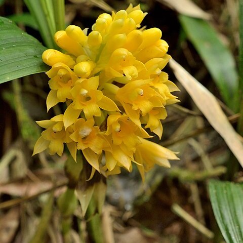 Calanthe densiflora unspecified picture